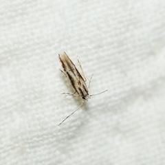 Melanocinclis lineigera