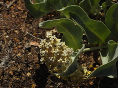 Asclepias vestita