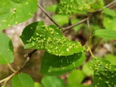 Eriophyes emarginatae