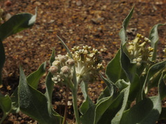 Asclepias vestita