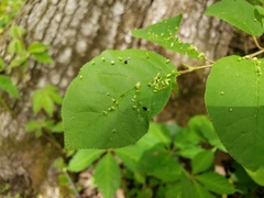Eriophyes emarginatae