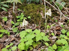 Tiarella austrina