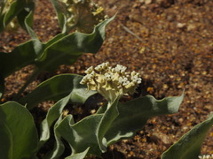 Asclepias vestita