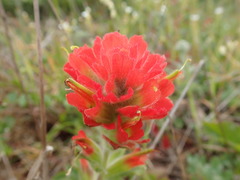 Castilleja mendocinensis