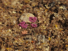Chorizanthe douglasii