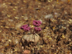 Chorizanthe douglasii