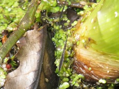 Hydrometra stagnorum