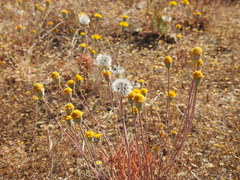 Chaenactis glabriuscula glabriuscula