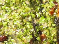 Hydrometra stagnorum