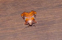 Hypocosmia pyrochroma