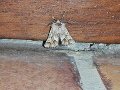 Acronicta serratae