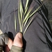 Bromus diandrus - Photo (c) Jacob Smith, μερικά δικαιώματα διατηρούνται (CC BY-NC-ND), uploaded by Jacob Smith