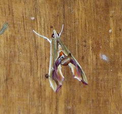 Agathodes designalis