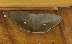 Oxydia mexicata