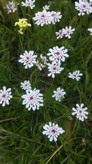 Iberis pectinata