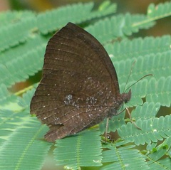 Godartiana muscosa