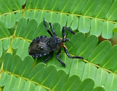 Apiomerus lanipes