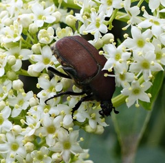 Allorrhina cornifrons
