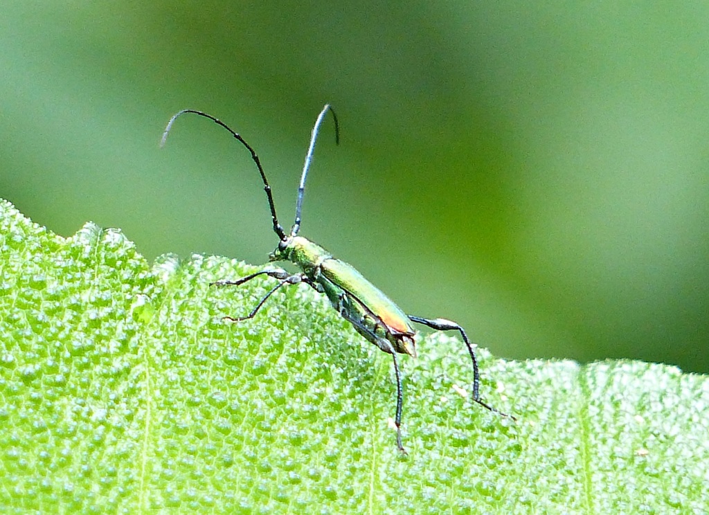 Ischionodonta rufomarginata