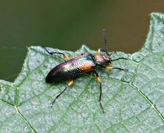 Strongylium flavicrus