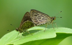 Callimormus interpunctata