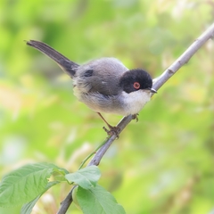 Curruca melanocephala