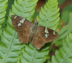 Celaenorrhinus similis