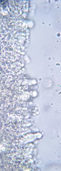 Strobilurus stephanocystis