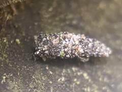 Luffia ferchaultella