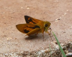 Libra aligula decia