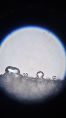 Strobilurus stephanocystis