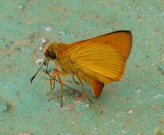 Libra aligula decia