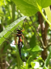Tanyptera