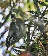 Henicorhina leucoptera