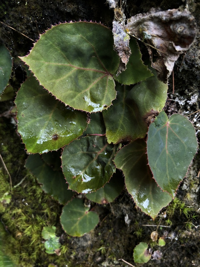 Begonia speculum