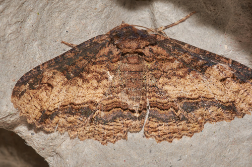 Colorful and Clandestine Zale Moths photo 5