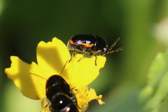 Cryptocephalus tetraspilus