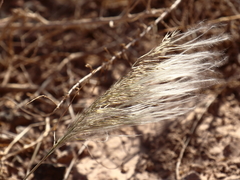 Stipagrostis hirtigluma