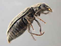 Trichochrous sinuosus