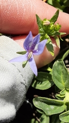Downingia elegans