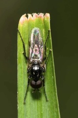 Dilophus febrilis