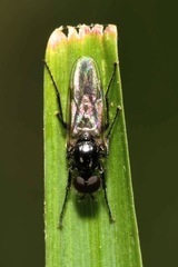 Dilophus febrilis