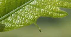 Andricus chinquapin
