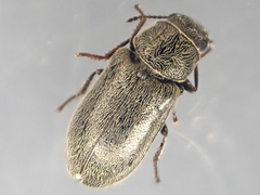 Trichochrous sinuosus