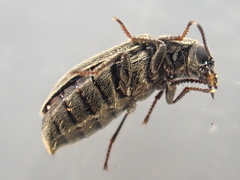 Trichochrous sinuosus