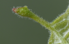 Andricus chinquapin