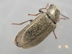 Trichochrous sinuosus