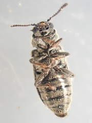 Trichochrous sinuosus