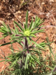 Centromadia fitchii