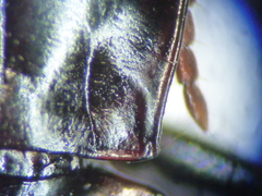 Pterostichus herculaneus